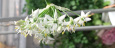 Garden Slider Thumbnail Image 1